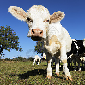 平方动物场地小牛奶制品土地反刍国家草地天空奶牛图片