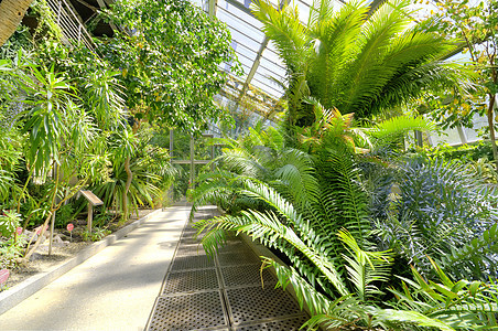 在西班牙马德里植物园温室的热带植物园中植物植物群农业旅游花瓣培育丛林棕榈园艺蔬菜图片