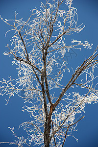 树枝上盖有霜的树枝木头蓝色水晶天空太阳孤独荒野季节森林锥体图片