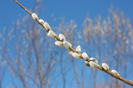柳树枝对着蓝天植物人棕色花粉白色植物生活植物学灰色枝条季节图片