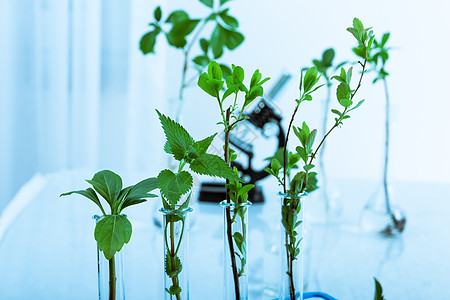 实验实验室中的植物群的实验显微镜液体农业生物学管子测试器皿科学叶子化学品图片