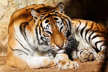 孟加拉虎眼睛橙子丛林猎人野猫荒野猫科条纹头发捕食者图片