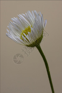 雏菊复合洋甘菊叶子毛发雌蕊国歌荒野花园阴影花瓣宏观花粉图片