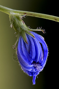 蓝花蓝色复合绿色花园荒野雌蕊总线花粉黑色花瓣灰色集成图片