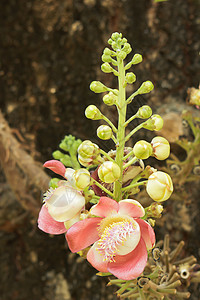 萨拉万花花园粉色花头橙子概念想法红色植物学香味花束图片