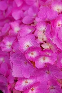 花花墙背景图片