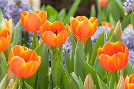 美丽的鲜花花店季节礼物橙子郁金香橙色植物群花束花园蓝色图片