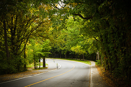 山毛林中轴风向弯曲道路场地旅行曲线街道沥青森林季节植物场景风景背景图片