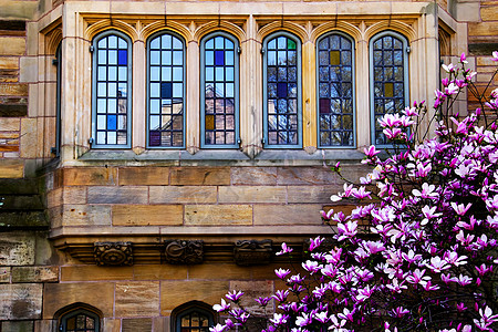 耶鲁大学马格诺利亚视窗反射图片