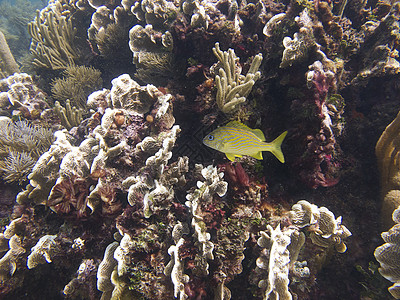 孤独的法国咕噜海洋黄色生活珊瑚白色剥离书房黄酮海藻蛴螬图片