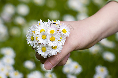 Daisies  给母亲的礼物自由花束牧场地形植物群草地场景叶子展示晴天图片