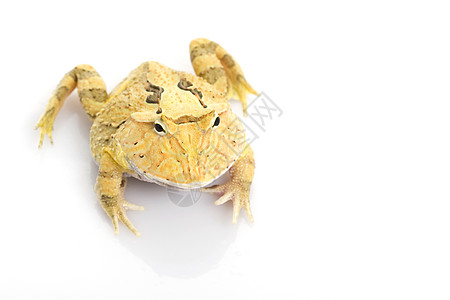 黄色幻想角化青蛙橙子背包食欲宠物色泽两栖动物红色动物学异国动物图片
