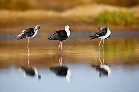 黑狼斯图尔特野生动物羽毛翅膀环境动物黑色栖息地长腿高跷鸟类图片