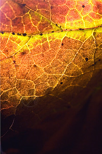 黄红棕色叶的抽象元素图片