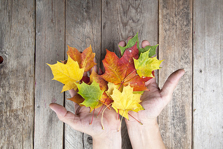 秋叶手掌红色季节灰色橙子叶子黄色图片