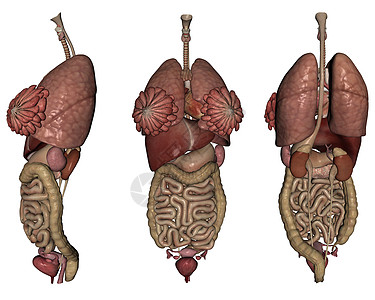 人体器官女士插图医疗胆量生殖器小泡背景图片