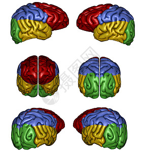 人脑器官智力思考知识分子头脑科学健康医疗教育大脑图片