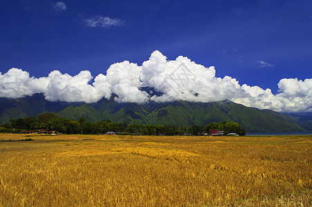 收获后田地房子地平线植物鸟羽小麦风景热带蓝色天空场地图片