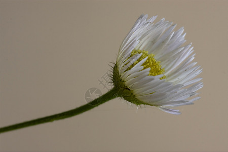 特写黄白复合物的宏 close up宏观荒野国歌花瓣花园花粉雌蕊菝葜阴影叶子图片