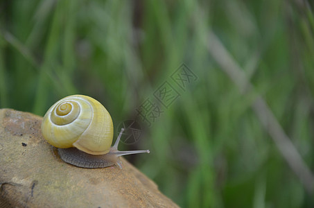 石头上的背景蜗牛背景图片