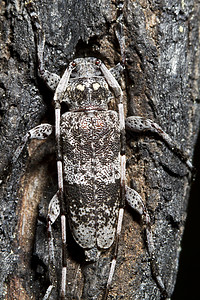 斑点松索伊尔Monochamus呼叫器野生动物黑色昆虫昆虫学甲虫漏洞灰色单眼皮天线喇叭图片