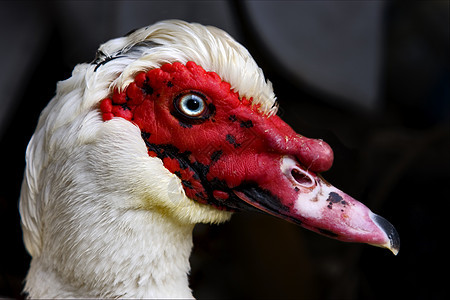 波罗菲诺的蓝眼鸭白色瞳孔灌木丛鼻子动物橙子黑色绿色鸢尾花黄色图片