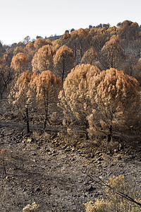 森林火灾的残留物损害土地生态烧伤野火橙子山脉地面场景灾难图片