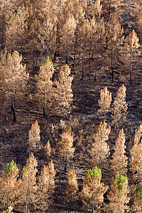 森林火灾的残留物烧伤地面树木遗迹生态灾难荒野损害场景橙子图片