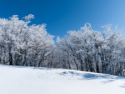 美丽的冬季森林摄影场景蓝色水平极限背景阳光树木荒野地形图片