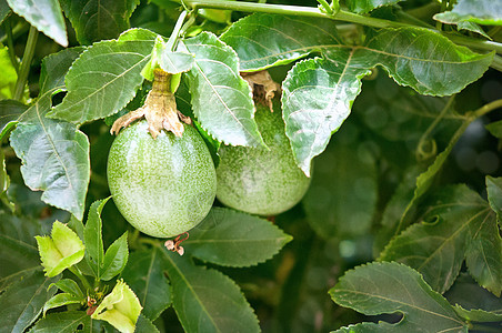 激情果实果汁叶子饮食情调热情植物食物水果绿色热带图片