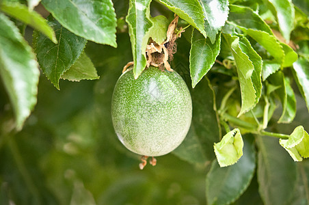 激情果实水果热情花园饮食植物果汁营养绿色异国甜点图片