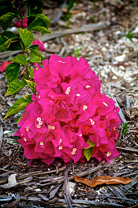 布甘维拉a粉色叶子白色木屑花瓣植物学紫色植物棕榈花坛图片