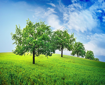 字段中的树树木孤独叶子树干地平线濒危草地季节力量生态图片