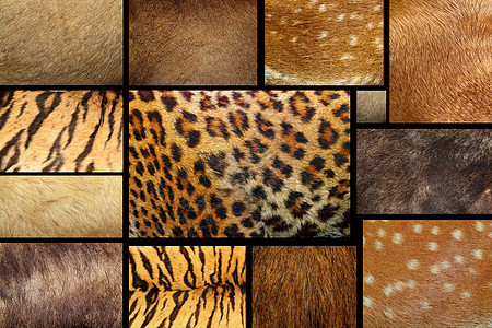 收集的纹理 - 动物毛皮图片