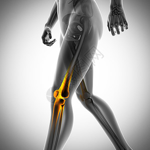 放射摄影扫描图象科学保健医生成人解剖学身体骨骼教育膝盖诊断图片
