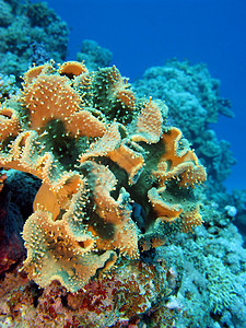 热带海底深处蓝水背景的热带海底有大片软珊瑚沙科菲顿的珊瑚礁娱乐潜水员气泡海景海上生活阳光野生动物动物荒野蓝色图片