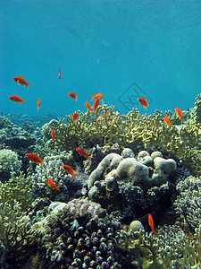 珊瑚礁与火珊瑚和异国情调的鱼 anthias 在热带海底的蓝色水背景潜水员水族馆珊瑚礁荒野盐水石珊瑚海床海上生活气泡浮潜图片