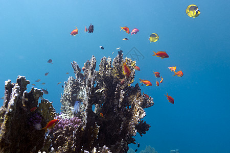 含蓝水背景的外来多彩鱼类的珊瑚珊瑚礁图片
