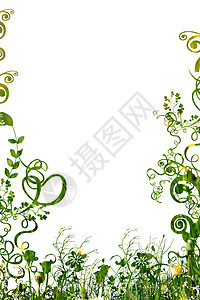 花装饰花丝艺术品漩涡植物卷曲框架边界螺旋叶子图片