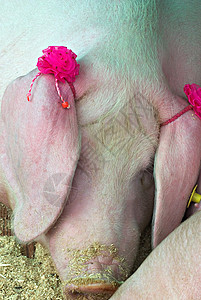 猪农场动物哺乳动物乐趣谷仓栅栏食物小猪白色鼻子图片