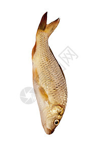 白色背景上孤立的刻画星星池塘饮食淡水海鲜尾巴样本传统钓鱼炙烤图片