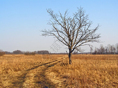 秋天田地上的小橡树橡木蓝色农村季节场地树叶分支机构气候地平线孤独图片