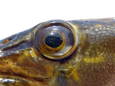 的眼目午餐捕食者食物反射游泳瞳孔眼睛钓鱼宏观图片