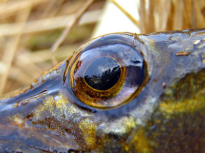 的眼目游泳宏观眼睛捕食者食物钓鱼反射午餐瞳孔图片