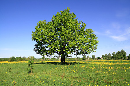 实地的橡树力量橡木农村蓝色场地草地阴影地平线气候孤独图片