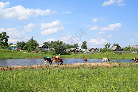 河岸沿岸的 Shed 皮层家畜牛奶海浪奶牛乡村风景地区牧场土地蓝色背景图片