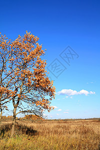 秋天的橡树田环境农村草地孤独蓝色气候场地季节阴影树叶图片
