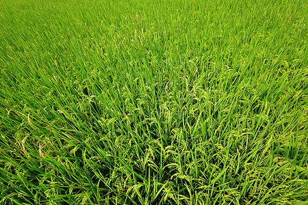 稻谷季节农民农业劳动农村艺术旅行生长稻田食物图片