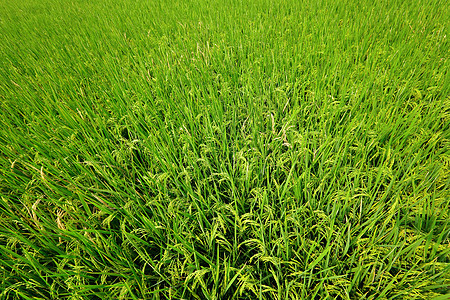 稻谷季节农民农业劳动农村艺术旅行生长稻田食物图片