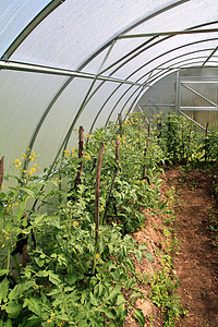 热温室玻璃花园苗圃蔬菜床单植物学进步文化水果幼苗图片